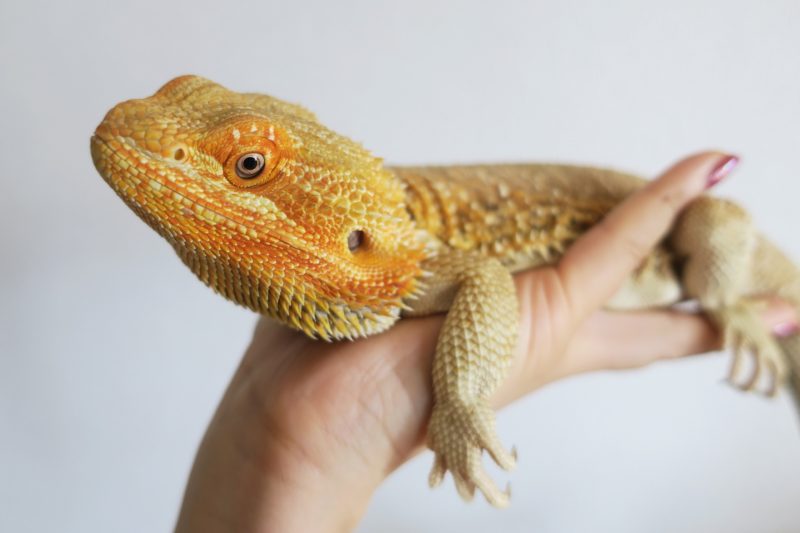 フトアゴヒゲトカゲの飼い方 飼育方法 初心者のための簡単ガイド