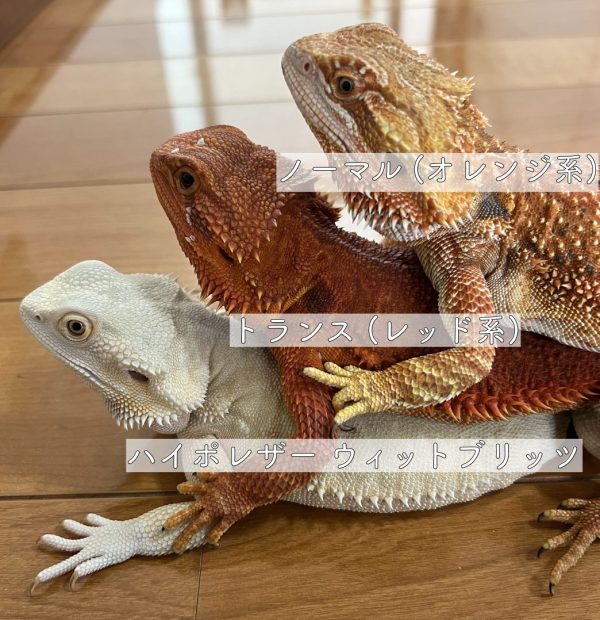 フトアゴヒゲトカゲのモルフの種類　