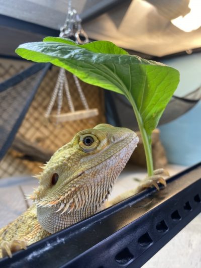 フトアゴヒゲトカゲのエサの与え方　種類