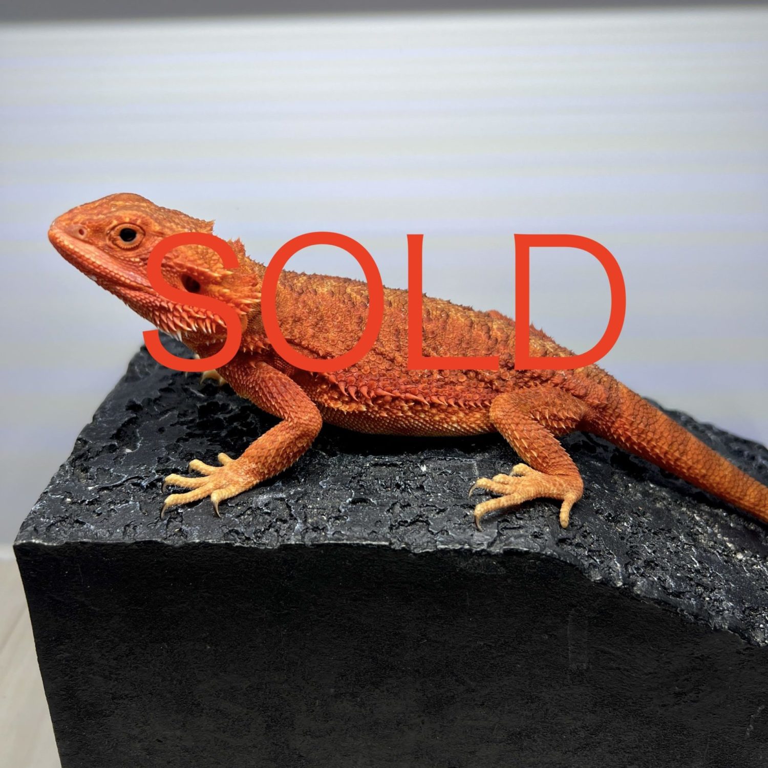 ダークレッドクロストランス フトアゴヒゲトカゲ / dark red cross