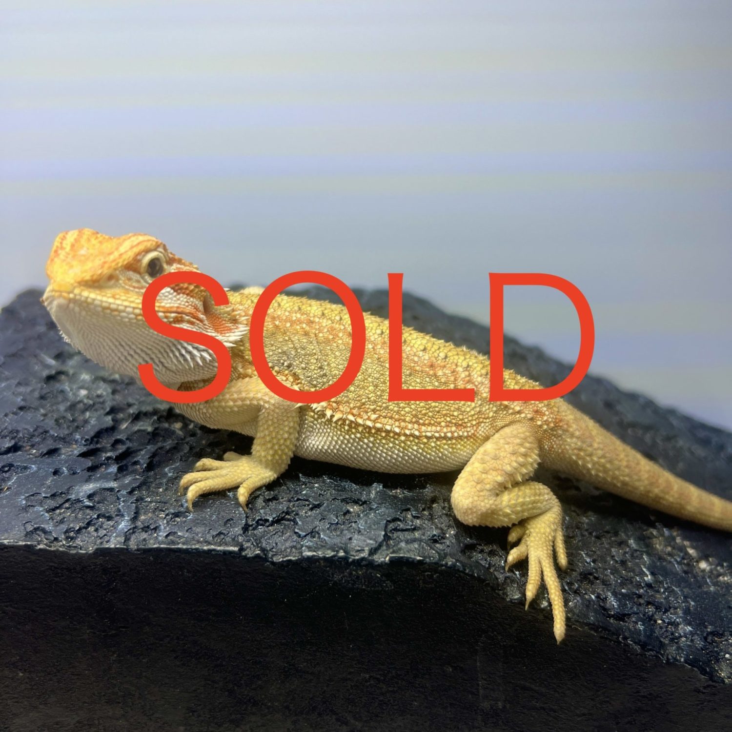 イエロー系 - 東京中野区のフトアゴヒゲトカゲ 販売ブリーダー