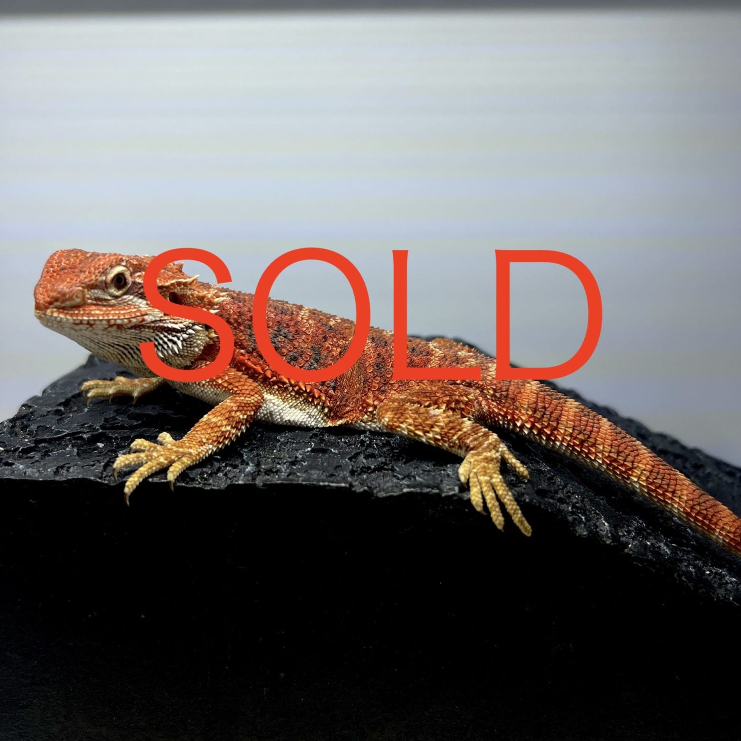 Read more about the article スーパーレッド タイガー フトアゴヒゲトカゲ / Super red tiger bearded dragon 1