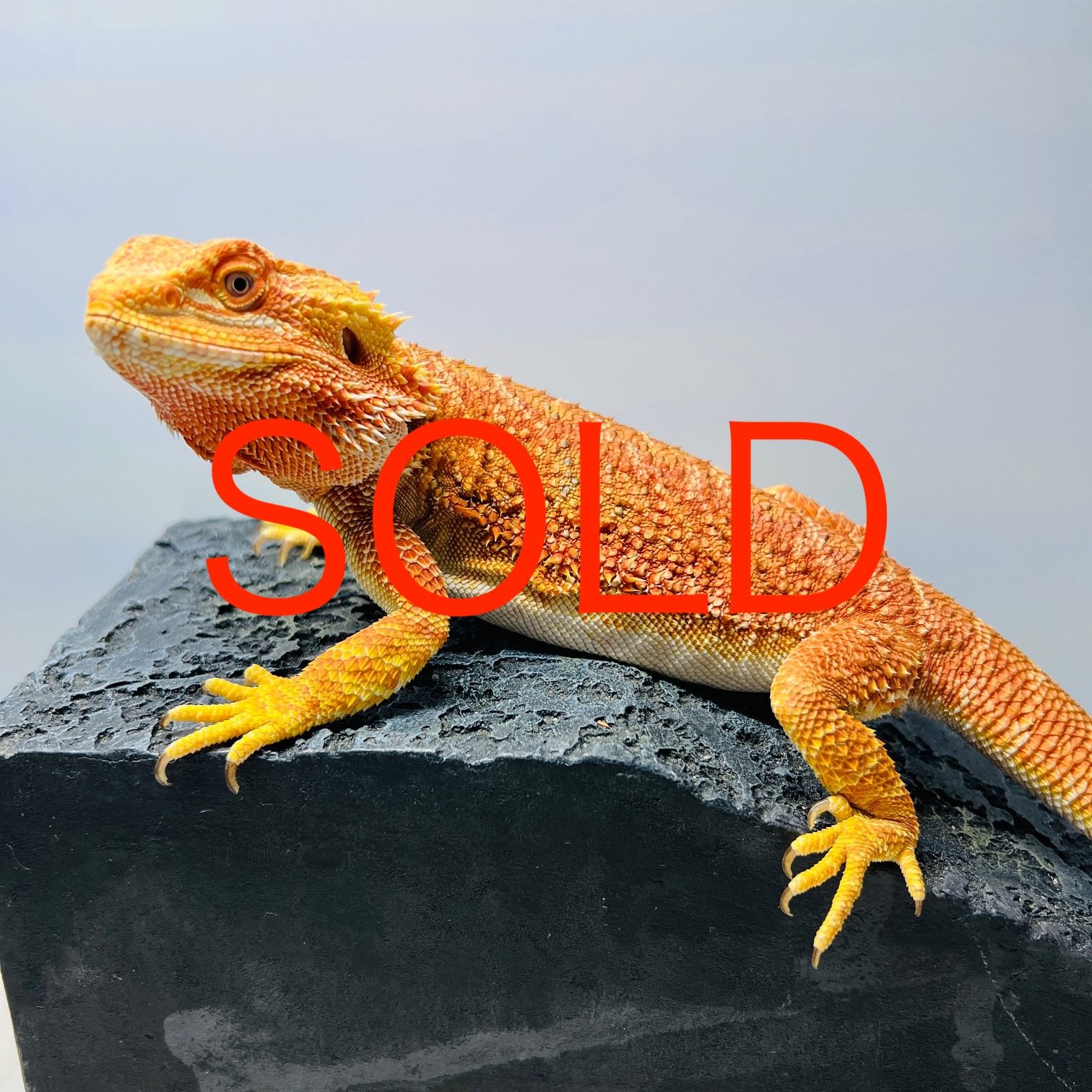 イエロー系 - 東京中野区のフトアゴヒゲトカゲ 販売ブリーダー