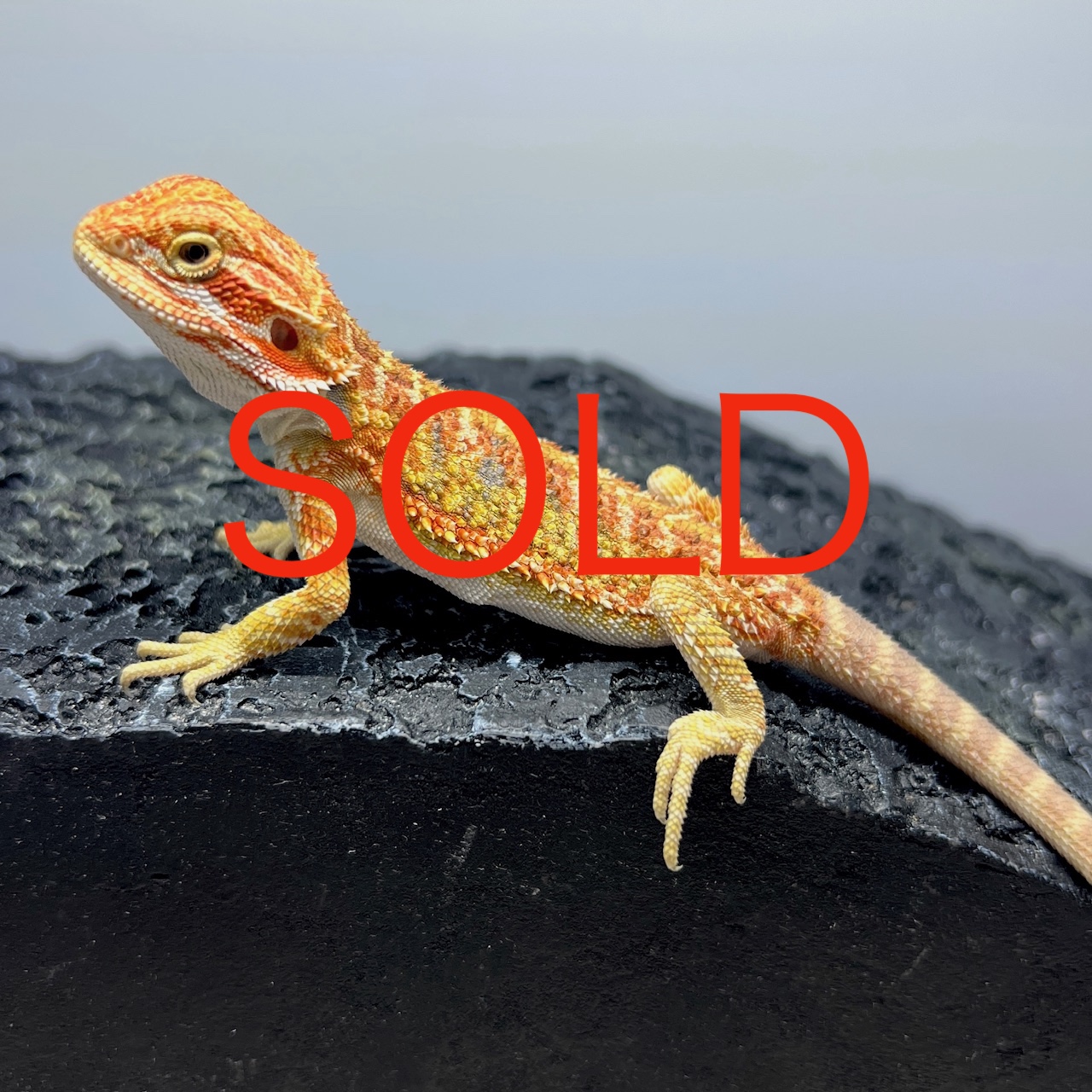 Read more about the article ハイポイエロー フトアゴヒゲトカゲ ベビー1/ Hypo yellow bearded dragon