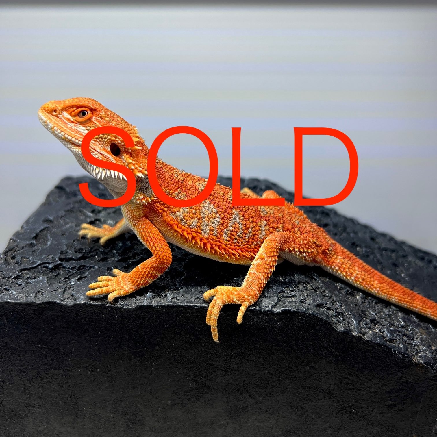 Read more about the article スーパーレッド ブルーバー フトアゴヒゲトカゲ / Super red blue bar bearded dragon