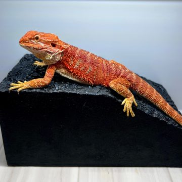 エクストリームレッド タイガー フトアゴヒゲトカゲ Extream red tiger bearded dragonbearded dragon