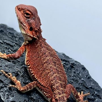 フトアゴヒゲトカゲ ダークレッド 100% ワインレッドカラー bearded dragon dark red wine red color