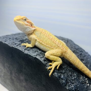GS ハイポ イエロー フトアゴヒゲトカゲ ジェネティックストライプ GS 6 hypo yellow citrus bearded dragon