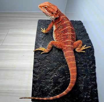 フトアゴヒゲトカゲ スーパーレッドタイガー bearded dragon super red tiger