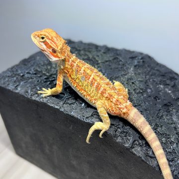 ハイポ イエロー フトアゴヒゲトカゲ hypo yellow bearded dragon baby