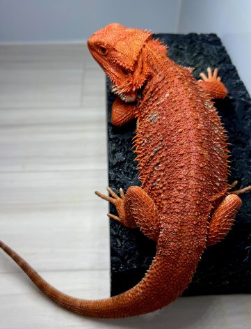 ダークレッド レッドモンスター50% フトアゴヒゲトカゲ