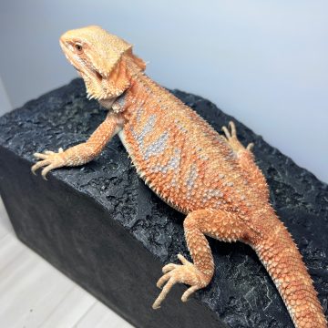 シトラスオレンジ ハイポ ブルーバー タイガー ( フトアゴヒゲトカゲ ) Citrus Orange hypo bluebar tiger bearded dragon