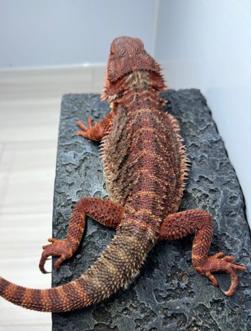 フトアゴヒゲトカゲ ダークレッド レッドモンスター100% ダークカラー　　オス　ヤングアダルト 7