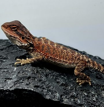 フトアゴヒゲトカゲ ダークレッド 100% bearded dragon dark red 100% 3