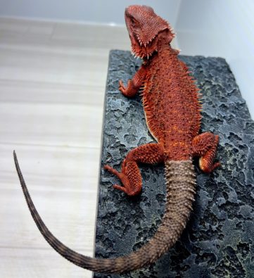 フトアゴヒゲトカゲ ダークレッド レッドモンスター100% ワインレッド ヤング