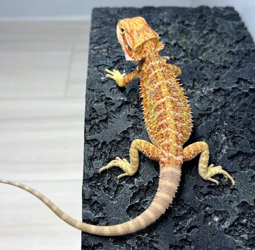 ハイポ イエロー フトアゴヒゲトカゲ hypo yellow bearded dragon baby