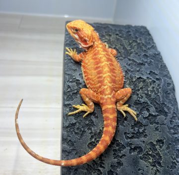 フトアゴ ヒゲトカゲ　オレンジハイポトランス オス3　bearded dragon orange hypo trans male