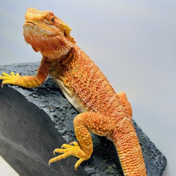 フトアゴ ヒゲトカゲ スーパーオレンジ アダルト メス bearded dragon super orange female adult