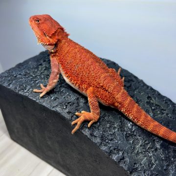 ダークレッド フトアゴヒゲトカゲ メス レッドタイプ