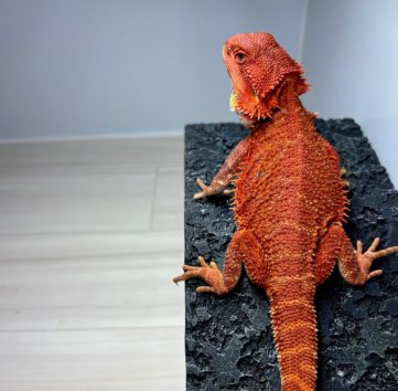 ダークレッド フトアゴヒゲトカゲ メス レッドタイプ