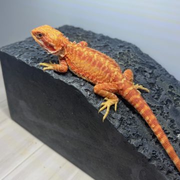 フトアゴ ヒゲトカゲ　オレンジハイポトランス オス2　bearded dragon orange hypo trans male