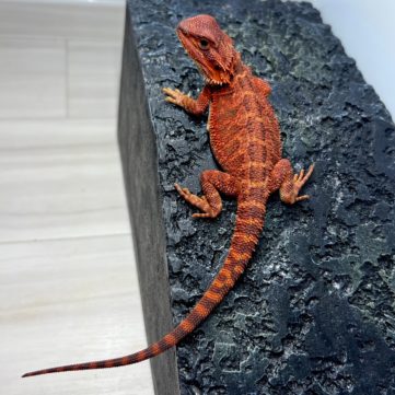 フトアゴヒゲトカゲ ダークレッドトランス レッドモンスター100% ワインレッド