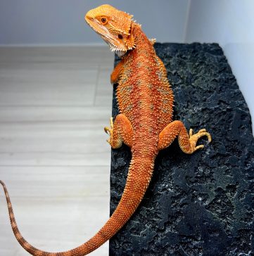スーパーレッド ブルーバー フトアゴヒゲトカゲ Super red blue bar bearded dragon
