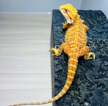 イエローハイポ フトアゴヒゲトカゲ hypo yellow bearded dragon baby