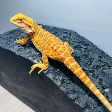 イエローハイポ フトアゴヒゲトカゲ hypo yellow bearded dragon baby