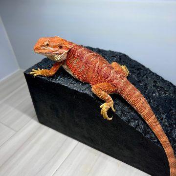 エクストリームレッド タイガー フトアゴヒゲトカゲ Extream red tiger bearded dragonbearded dragon