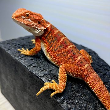 フトアゴヒゲトカゲ スーパーレッドタイガー bearded dragon super red tiger