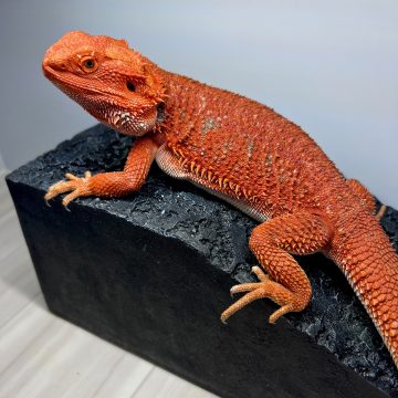 ダークレッド レッドモンスター50% フトアゴヒゲトカゲ