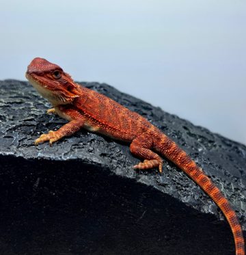 フトアゴヒゲトカゲ ダークレッドトランス レッドモンスター100% ワインレッド