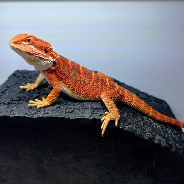 フトアゴヒゲトカゲ スーパーレッドタイガー bearded dragon super red tiger