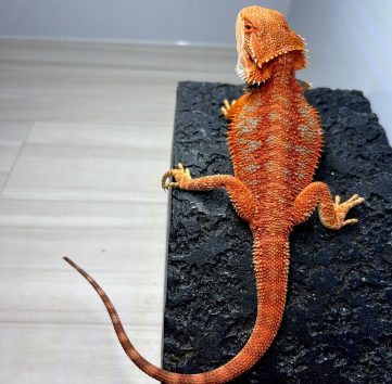 エクストリームレッド ブルーバー フトアゴヒゲトカゲ Extream red blue bar bearded dragon
