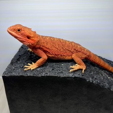 ダークレッドクロス ハーフダークレッド トランス フトアゴヒゲトカゲ half dark red trans beared dragon