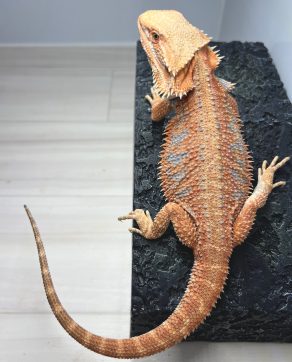 シトラスオレンジ ハイポ ブルーバー タイガー ( フトアゴヒゲトカゲ ) Citrus Orange hypo bluebar tiger bearded dragon