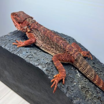 フトアゴヒゲトカゲ ダークレッド レッドモンスター100% ダークカラー　　オス　ヤングアダルト 7