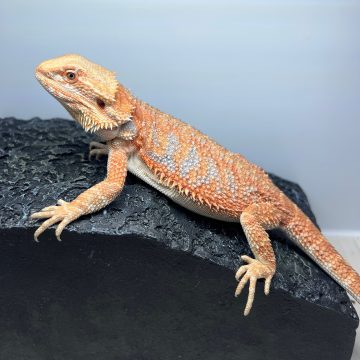 シトラスオレンジ ハイポ ブルーバー タイガー ( フトアゴヒゲトカゲ ) Citrus Orange hypo bluebar tiger bearded dragon