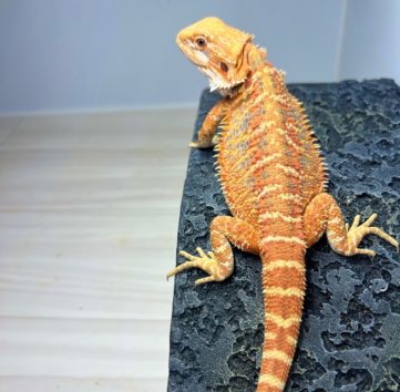 オレンジハイポブルーバー フトアゴヒゲトカゲ orange hypo blue bar bearded dragon