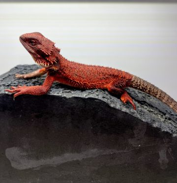 フトアゴヒゲトカゲ ダークレッド レッドモンスター100% ワインレッド ヤング