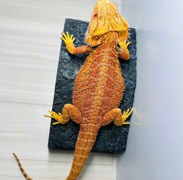 フトアゴ ヒゲトカゲ スーパーオレンジ アダルト メス bearded dragon super orange female adult
