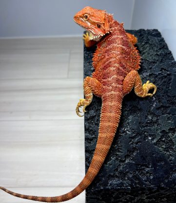 エクストリームレッド タイガー フトアゴヒゲトカゲ Extream red tiger bearded dragonbearded dragon