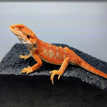 エクストリームレッド ブルーバー フトアゴヒゲトカゲ Extream red blue bar bearded dragon