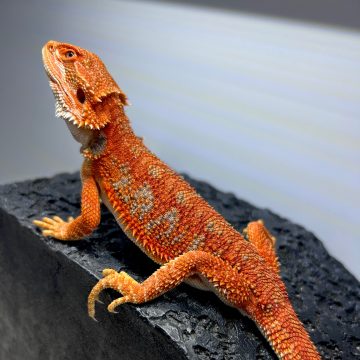 エクストリームレッド ブルーバー フトアゴヒゲトカゲ Extream red blue bar bearded dragon