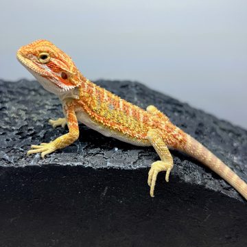 ハイポ イエロー フトアゴヒゲトカゲ hypo yellow bearded dragon baby