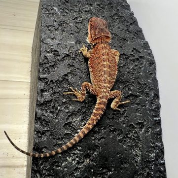 フトアゴヒゲトカゲ ダークレッド 100% bearded dragon dark red 100% 3