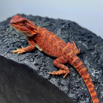 フトアゴヒゲトカゲ ダークレッドトランス オス レッドモンスター100% ワインレッド